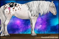 Horse Color:Silver Bay Appaloosa 