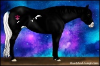 Horse Color:Silver Bay Ice Dun Appaloosa 