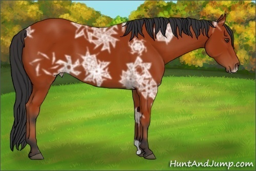Horse Color:Bay Ice 
