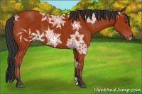 Horse Color:Bay Ice 