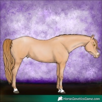Horse Color:Bay Pearl 