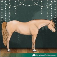 Horse Color:Bay Pearl 