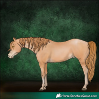 Horse Color:Bay Pearl 