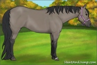 Horse Color:Grullo