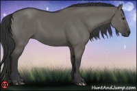 Horse Color:Grullo