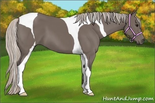 Horse Color:Silver Black Tobiano 