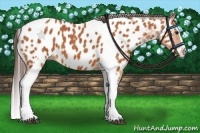 Horse Color:Bay Splash Tobiano Near Leopard  Brindle