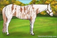 Horse Color:Bay Splash Tobiano Varnish  Brindle
