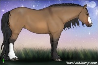 Horse Color:Bay Dun