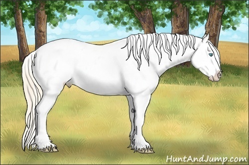 Horse Color:Smoky Creme Appaloosa 