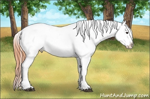 Horse Color:Brown Dun Varnish 