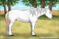 Horse Color:Brown Dun Varnish