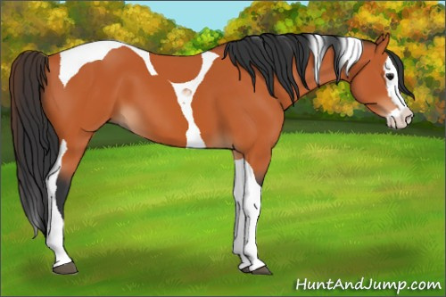 Horse Color:Bay Splash Tobiano