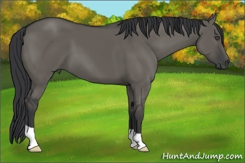 Horse Color:Grullo