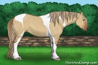Horse Color:Red Dun Tobiano 