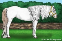 Horse Color:Bay Splash Tobiano Appaloosa Brindle