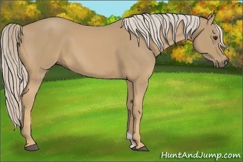 Horse Color:Palomino 