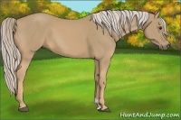 Horse Color:Palomino