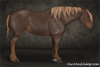 Horse Color:Liver Chestnut 