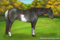 Horse Color:White Spotted Liver Chestnut Sabino 
