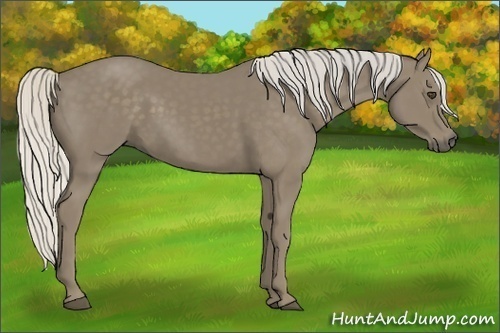 Horse Color:Silver Smoky Black 