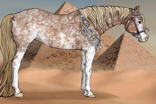 Horse Color:White Spotted Chestnut 