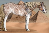 Horse Color:White Spotted Chestnut 