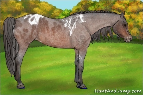 Horse Color:Bay Roan Splash Tobiano Appaloosa Brindle