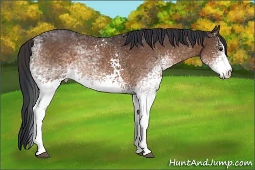 Horse Color:White Spotted Bay 