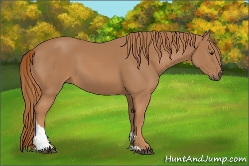 Horse Color:Chestnut Tobiano