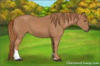 Horse Color:Chestnut Tobiano