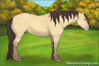 Horse Color:Amber Champagne Dun 
