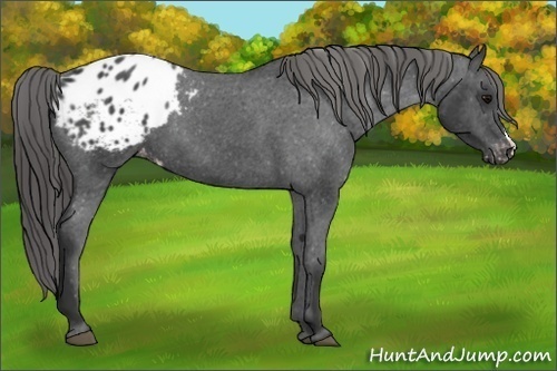 Horse Color:Black Appaloosa 