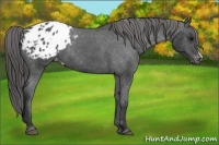 Horse Color:Black Appaloosa 
