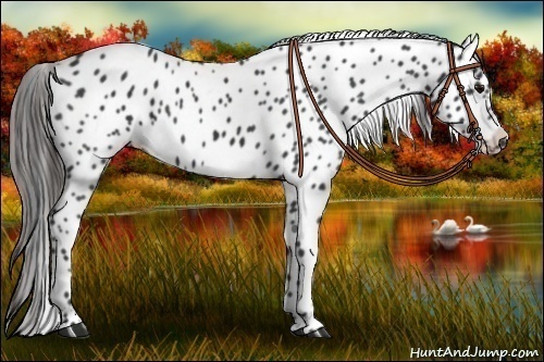 Horse Color:Black Appaloosa 