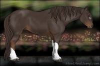 Horse Color:Liver Chestnut