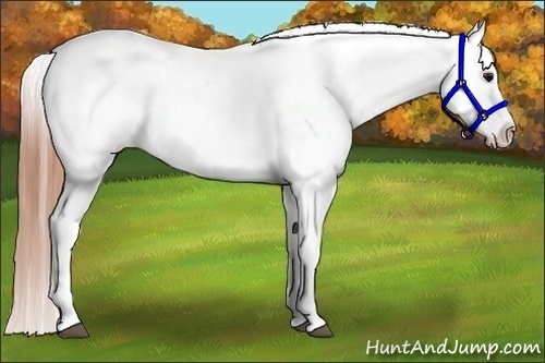 Horse Color:White Spotted Blue Roan Splash Frame Appaloosa 