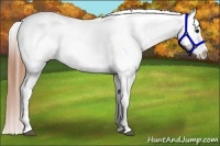 Horse Color:White Spotted Blue Roan Splash Frame Appaloosa 
