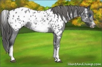 Horse Color:White Spotted Blue Roan Splash Frame Appaloosa 