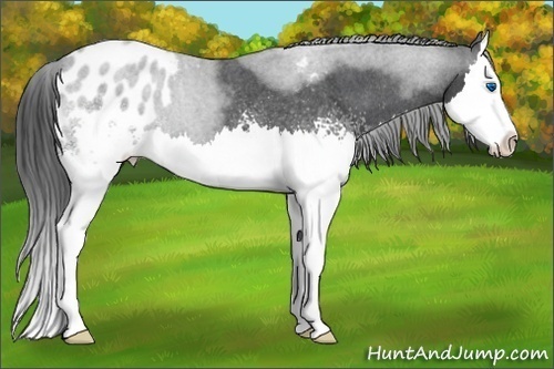 Horse Color:White Spotted Blue Roan Splash Appaloosa 