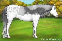 Horse Color:White Spotted Blue Roan Splash Appaloosa 