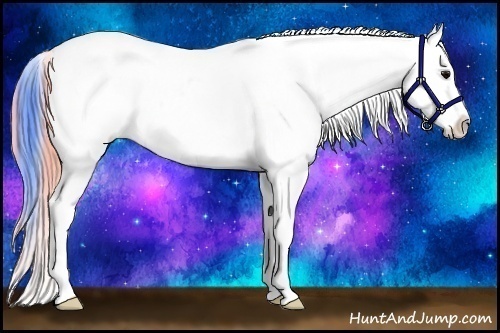 Horse Color:Watercolor Black Appaloosa 