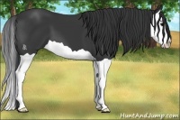 Horse Color:Black Splash 
