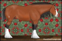 Horse Color:Bay Splash 
