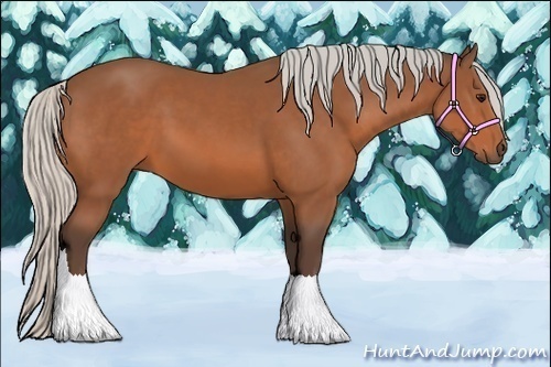 Horse Color:Silver Bay Sabino