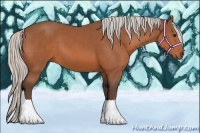 Horse Color:Silver Bay Sabino