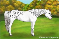 Horse Color:White Spotted Blue Roan Splash Frame Varnish 