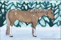 Horse Color:White Spotted Silver Grullo Tobiano 