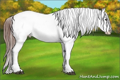 Horse Color:White Spotted Blue Roan Splash Frame Appaloosa 