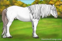 Horse Color:White Spotted Blue Roan Splash Frame Appaloosa 